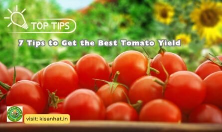 7 Tips to Get the Best Tomato Yield
