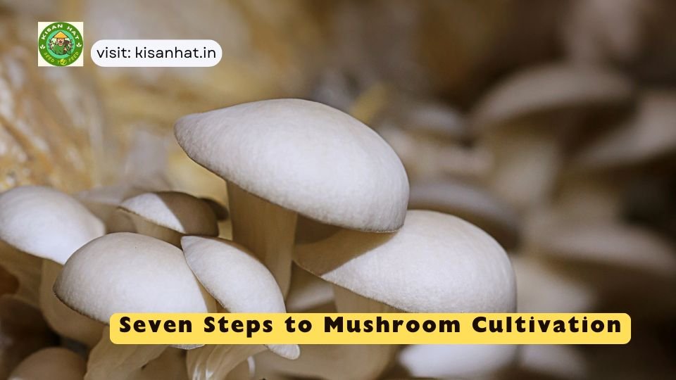 Seven Steps to Mushroom Cultivation